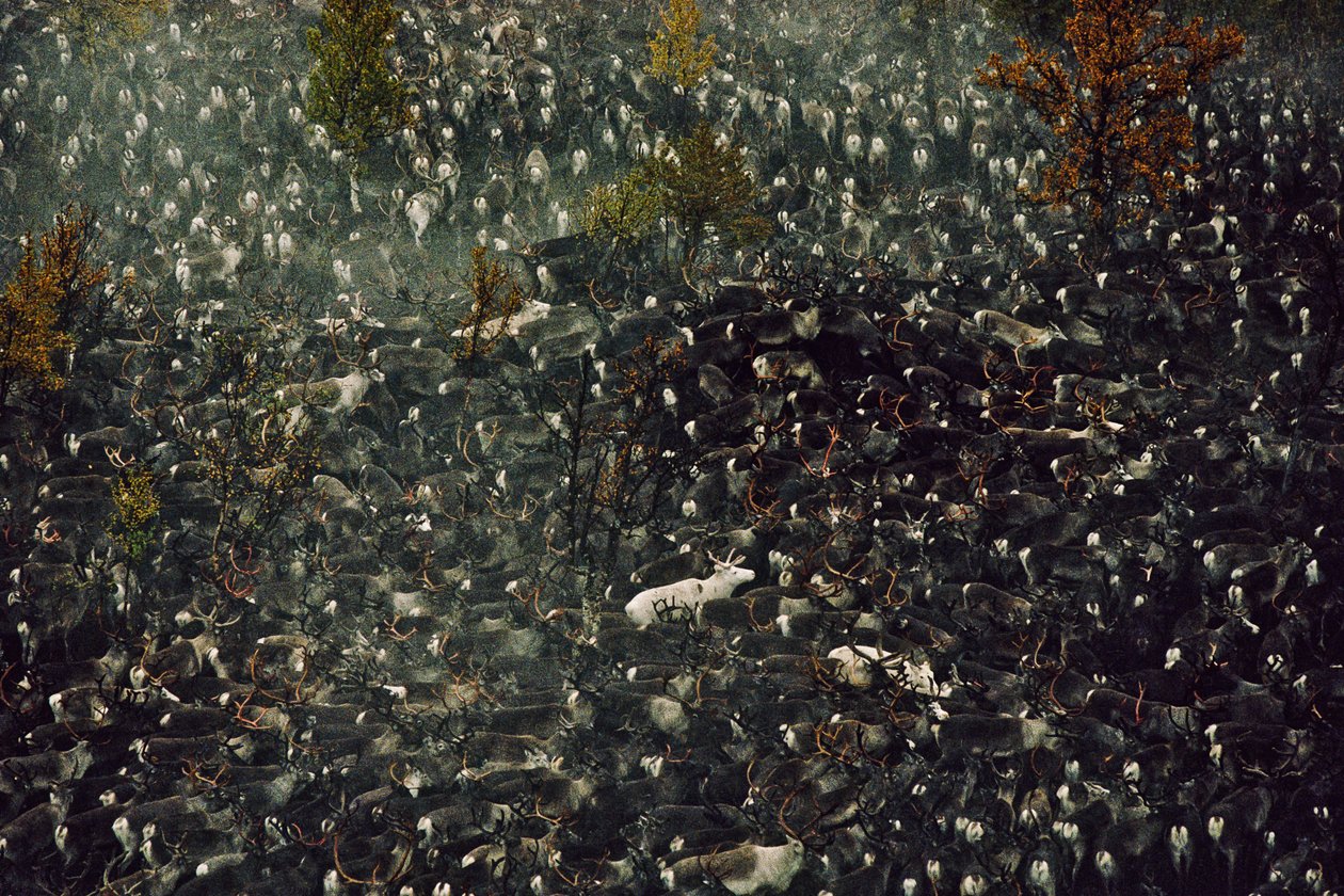 Reindeer Contaminated by Chernobyl Radiation by Karen Kasmauski