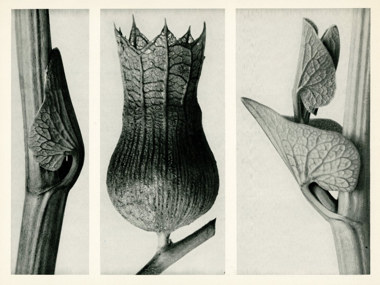 Aristolochia Clematitis, 1929 by Karl Blossfeldt