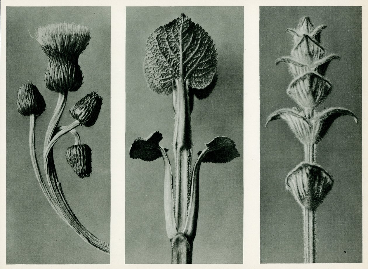 Study of three species of plant, 1929 by Karl Blossfeldt