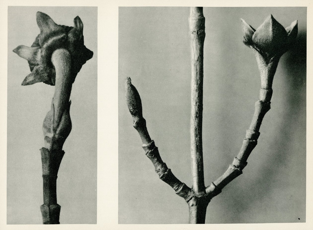 Untitled study by Karl Blossfeldt