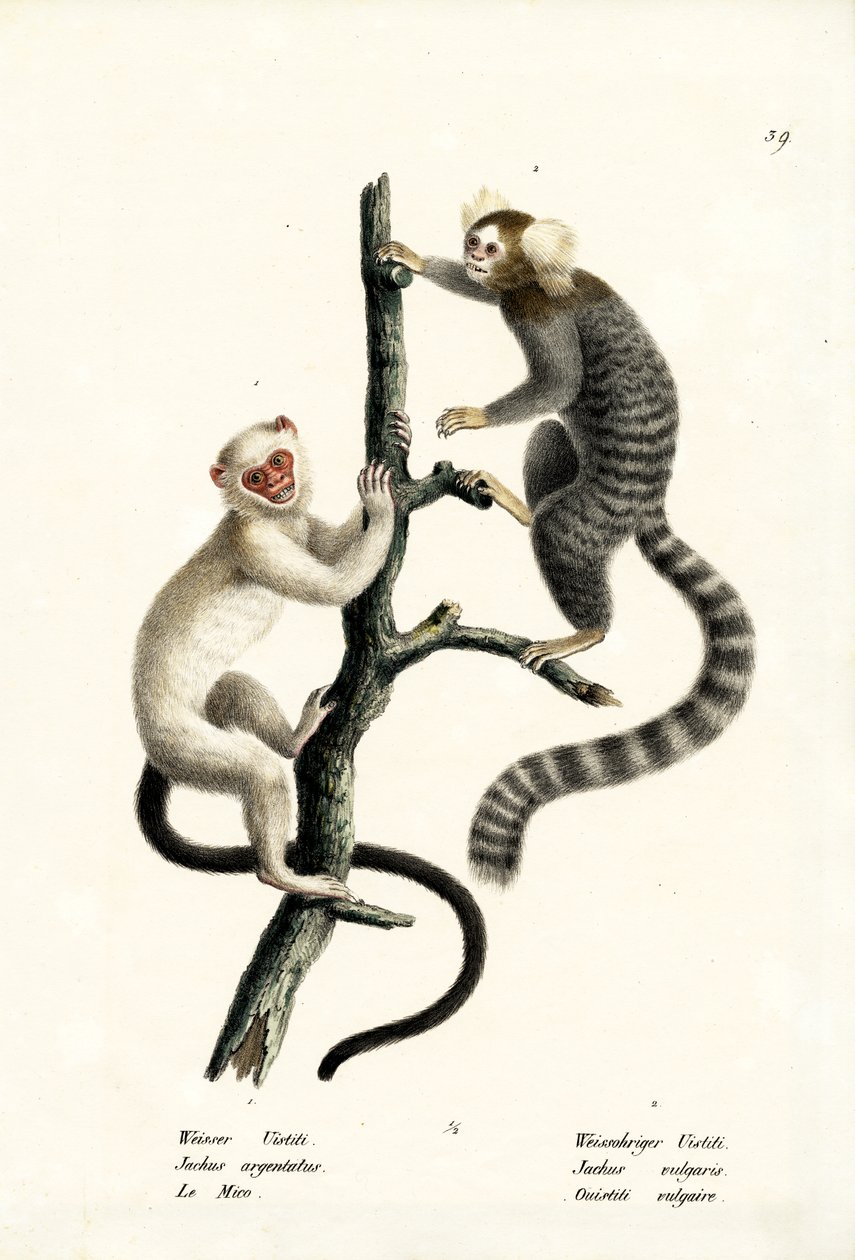 Common Marmoset, 1824 by Karl Joseph Brodtmann