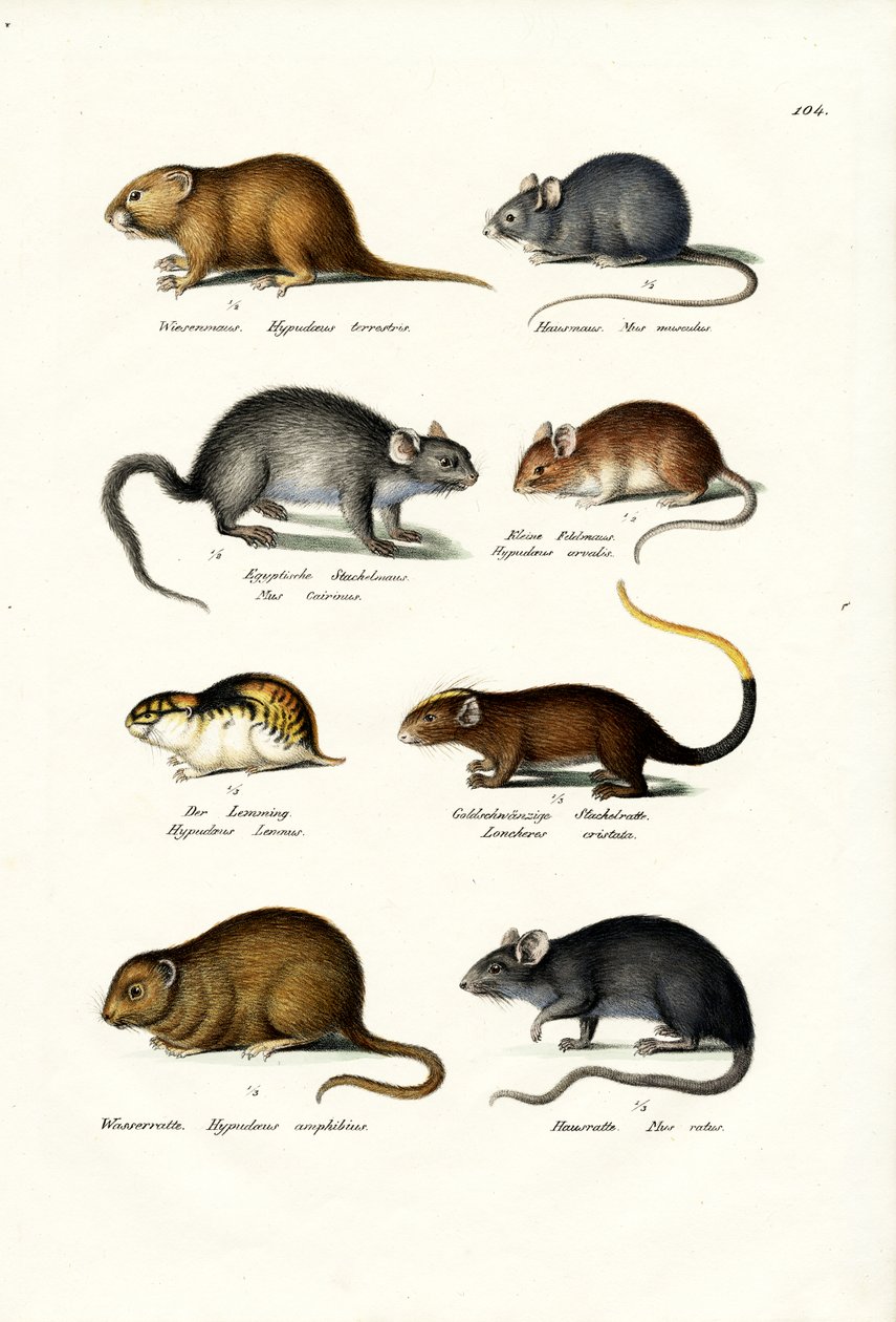 Different Kinds Of Mice by Karl Joseph Brodtmann