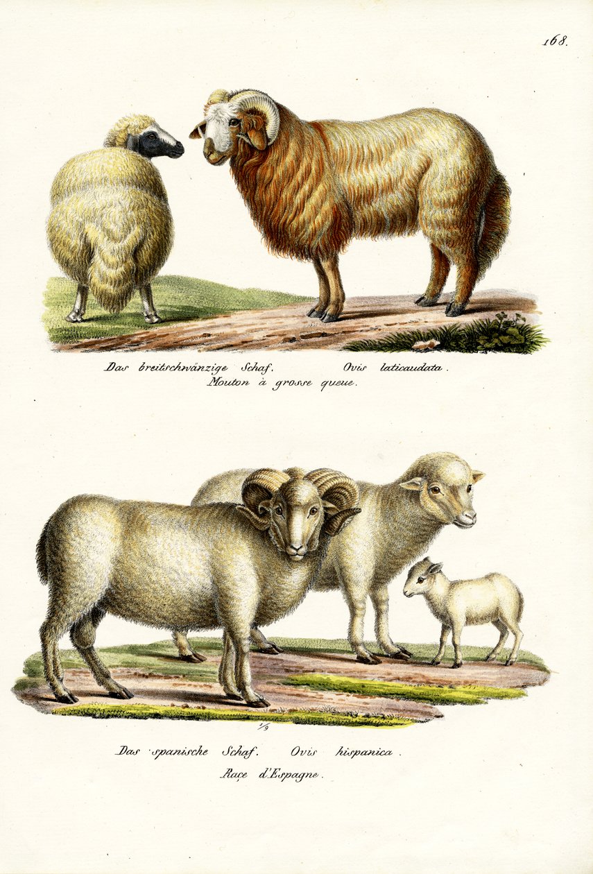 Fat-Tailed Sheep, 1824 by Karl Joseph Brodtmann