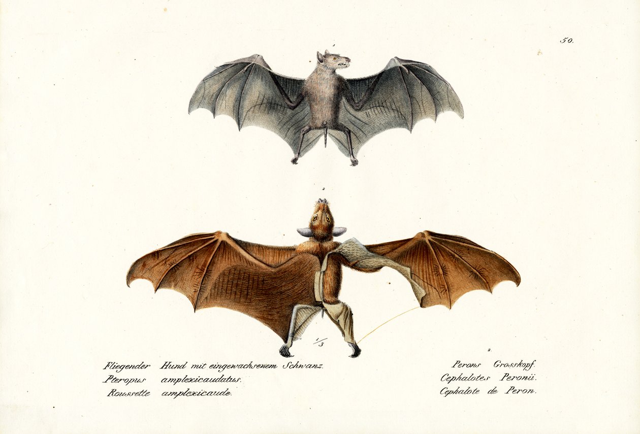 Flying Foxes by Karl Joseph Brodtmann