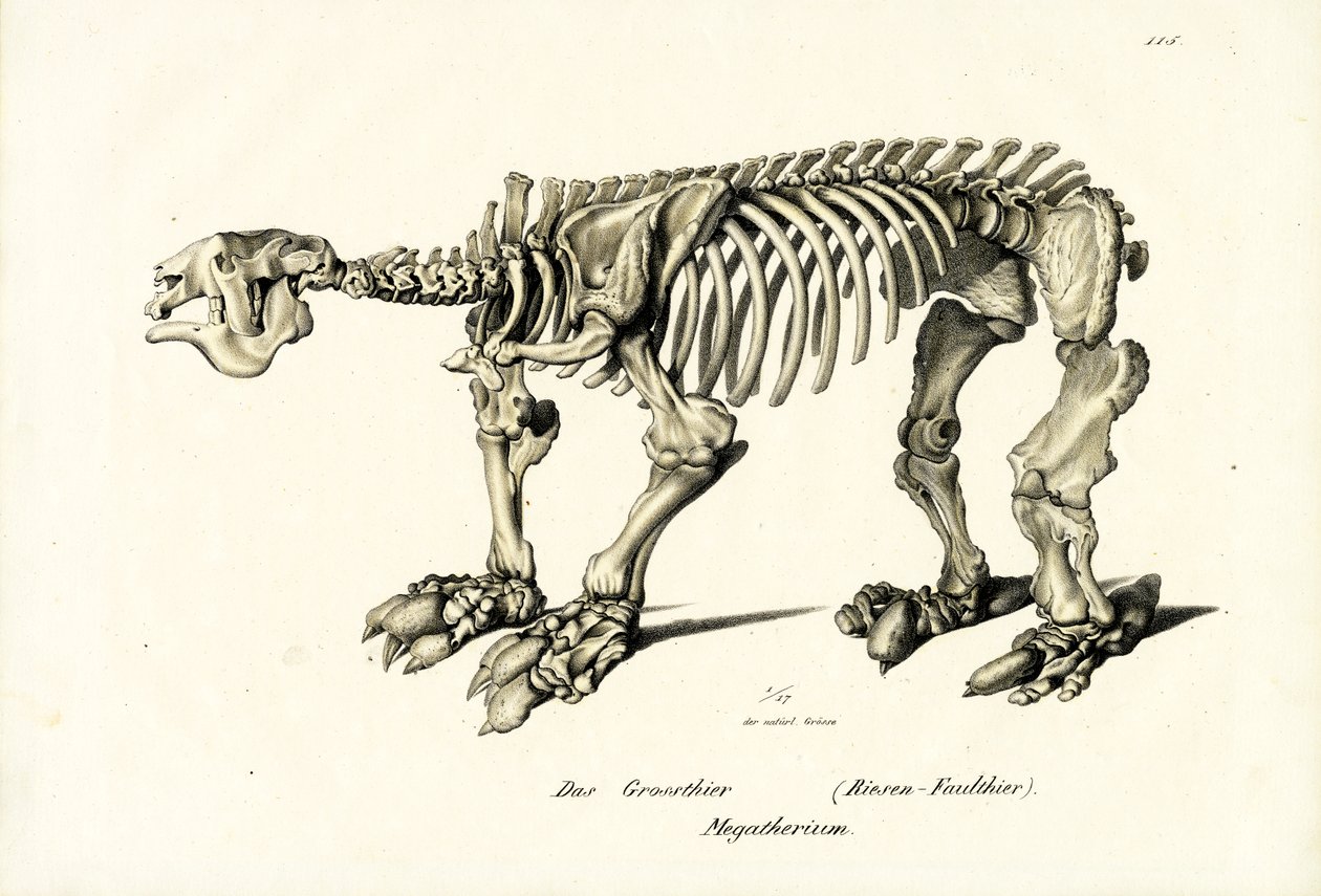 Giant Ground Sloth by Karl Joseph Brodtmann