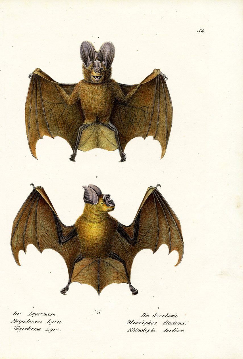 Greater False Vampire Bat by Karl Joseph Brodtmann