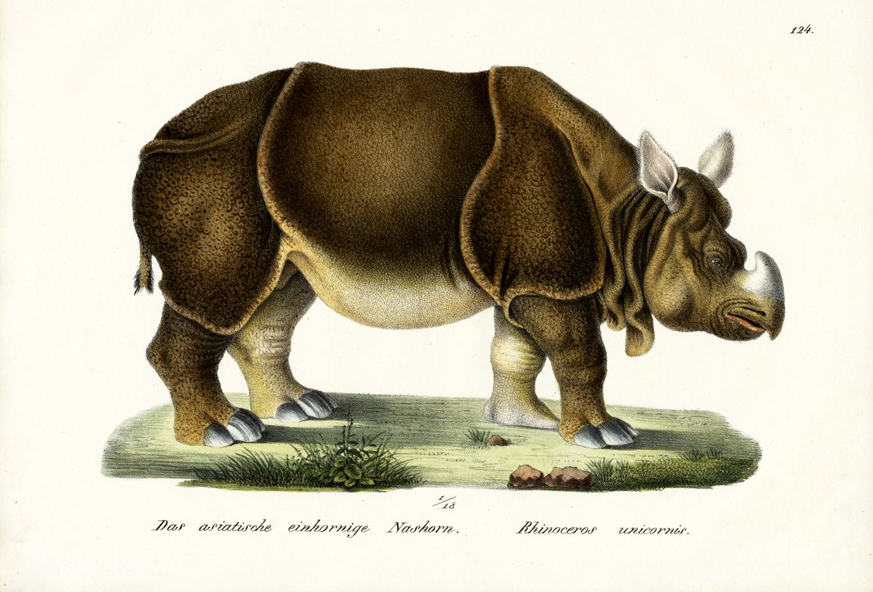 Greater Indian Rhinoceros by Karl Joseph Brodtmann