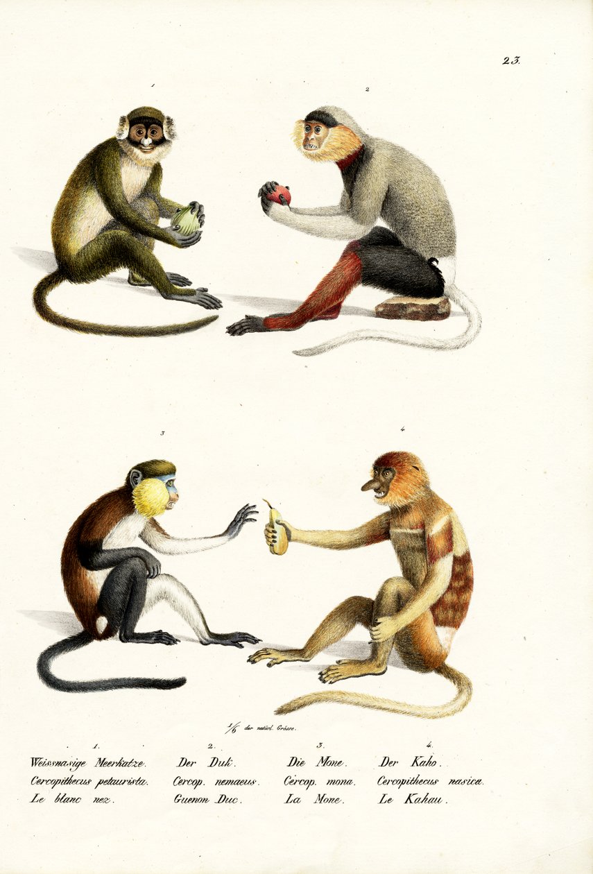 Lesser White-Nosed Monkey, 1824 by Karl Joseph Brodtmann