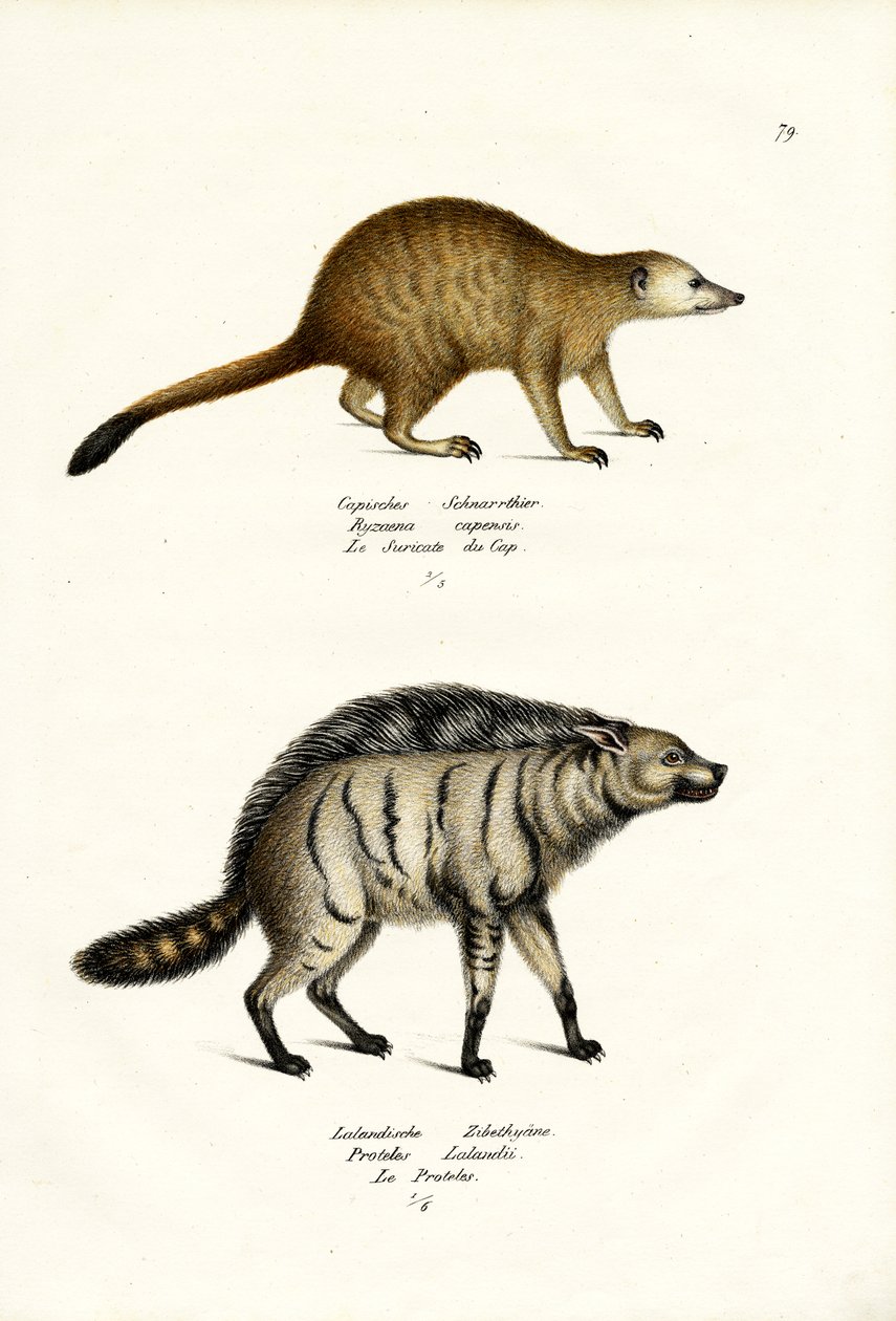 Mongoose by Karl Joseph Brodtmann