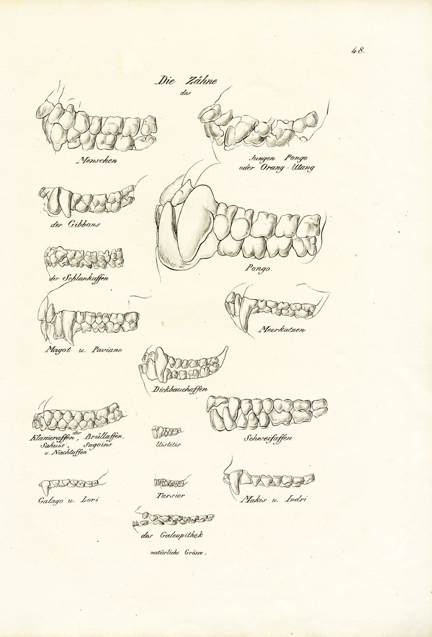 Monkey Teeth by Karl Joseph Brodtmann