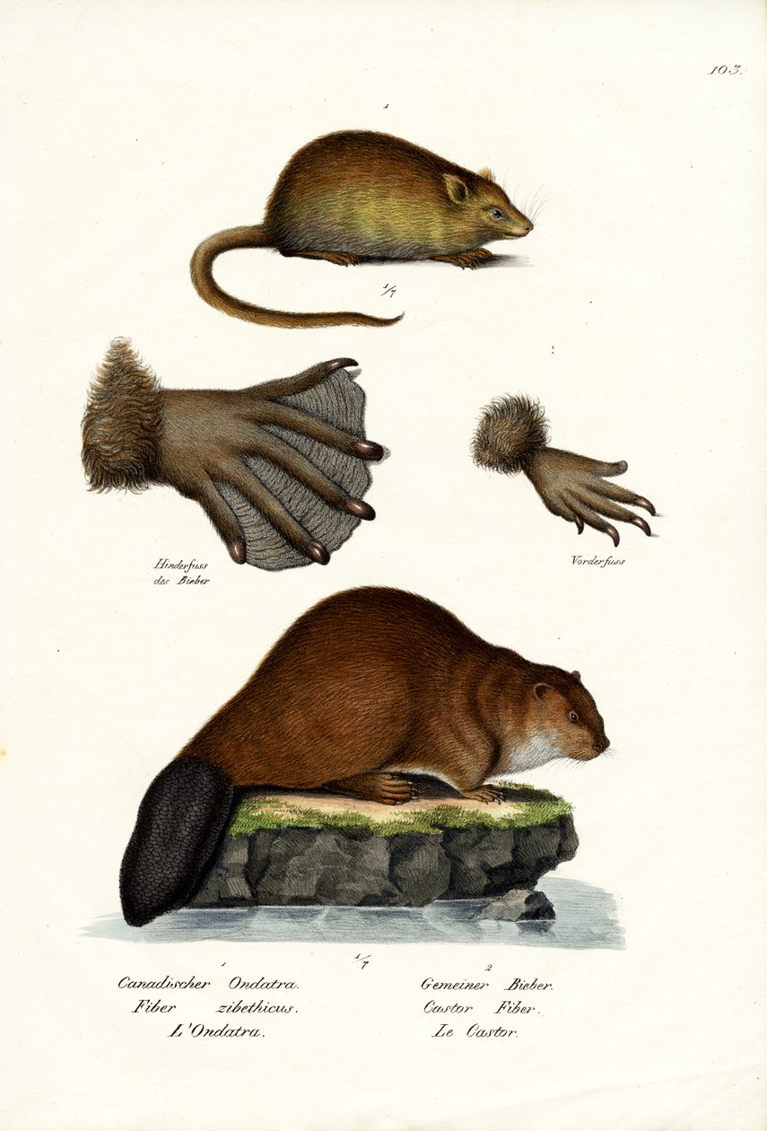 Muskrat by Karl Joseph Brodtmann