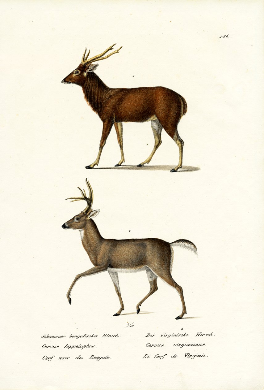Red Deer by Karl Joseph Brodtmann