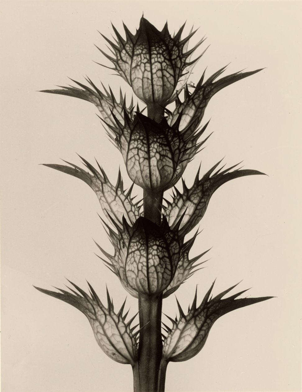 Acanthus mollis by Karl Blossfeldt