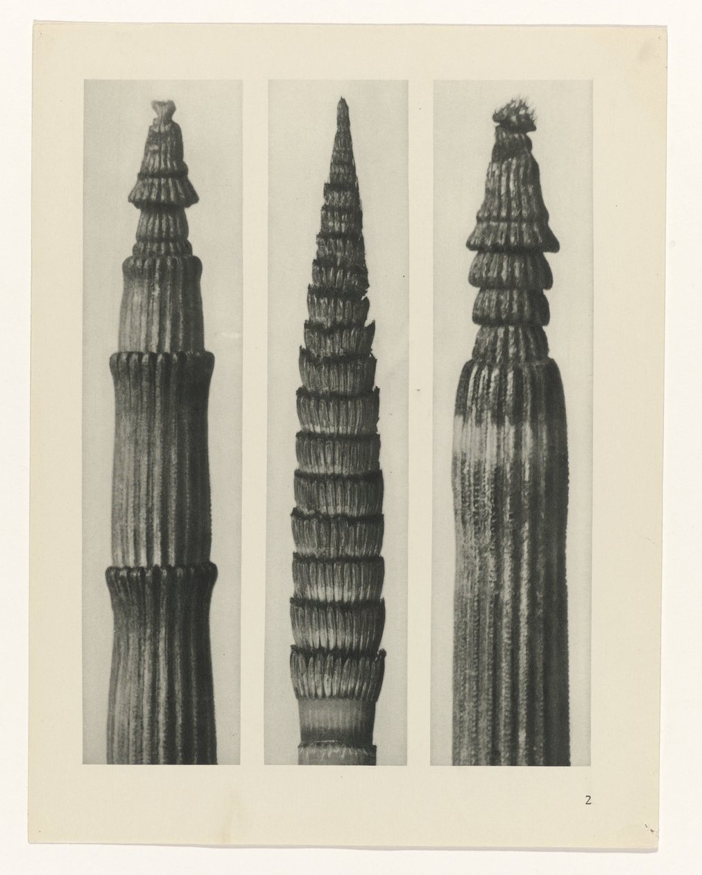 Plant Study by Karl Blossfeldt