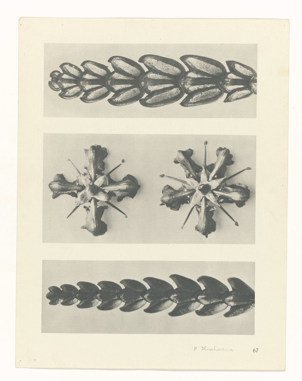 Plant Study by Karl Blossfeldt