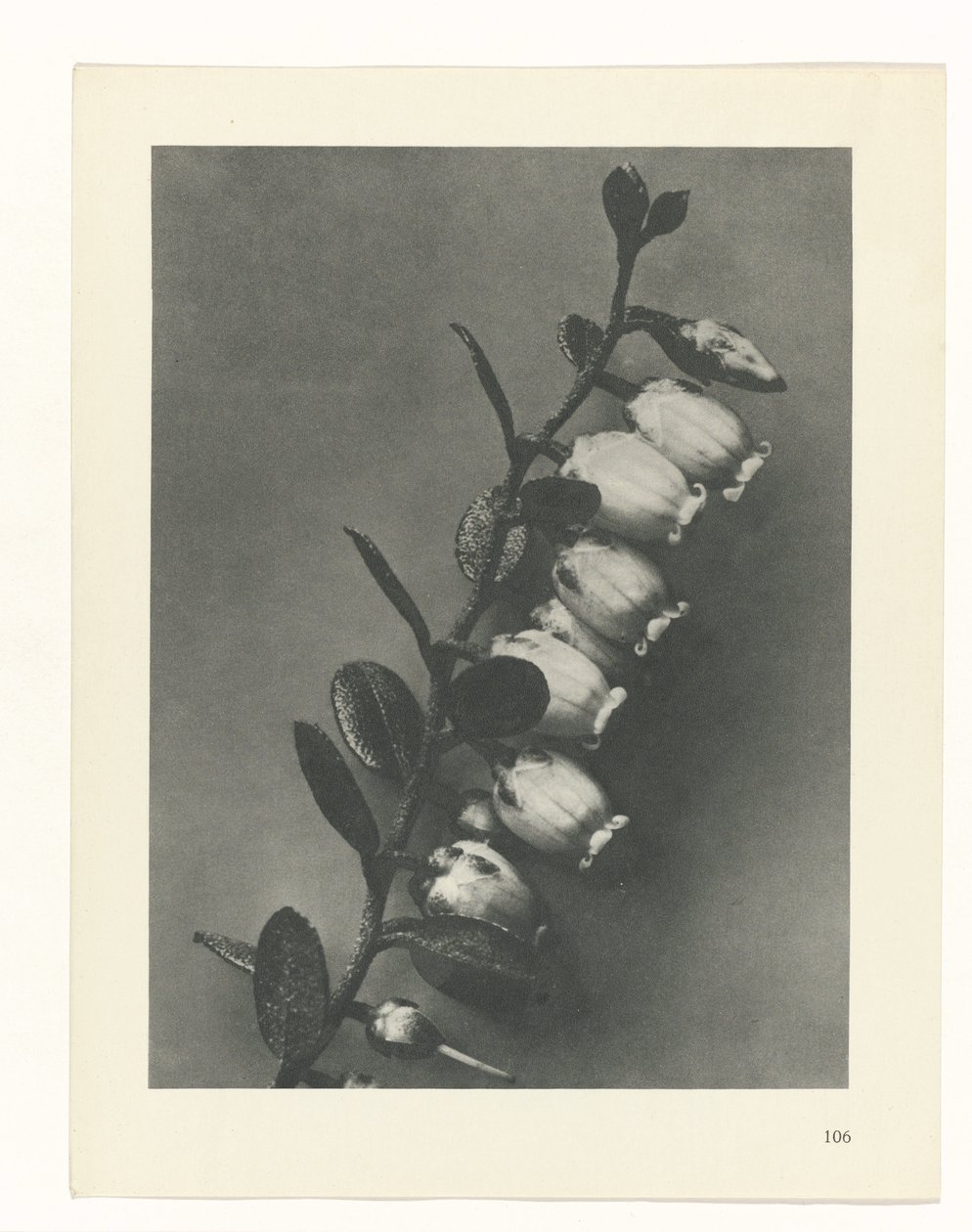 Plant Study by Karl Blossfeldt