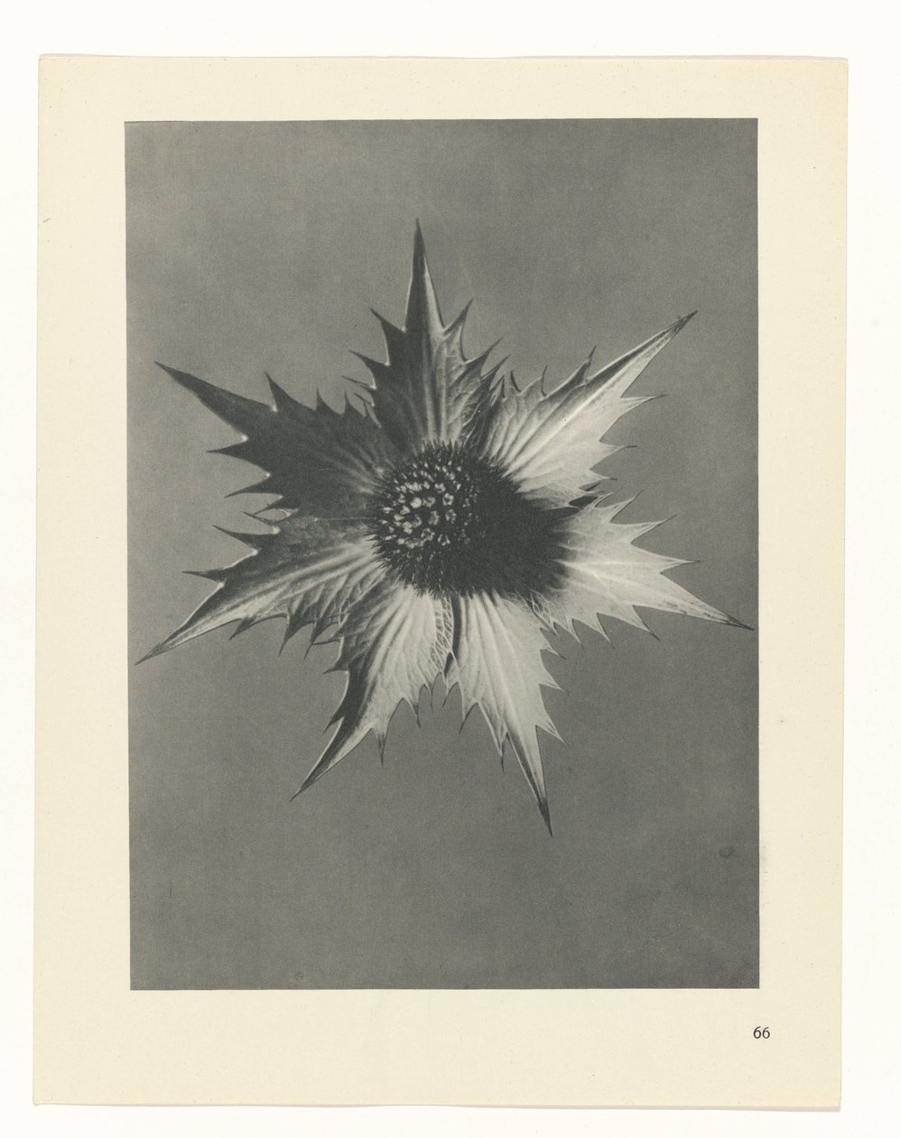 Plant Study (Urformen der Kunst series) by Karl Blossfeldt