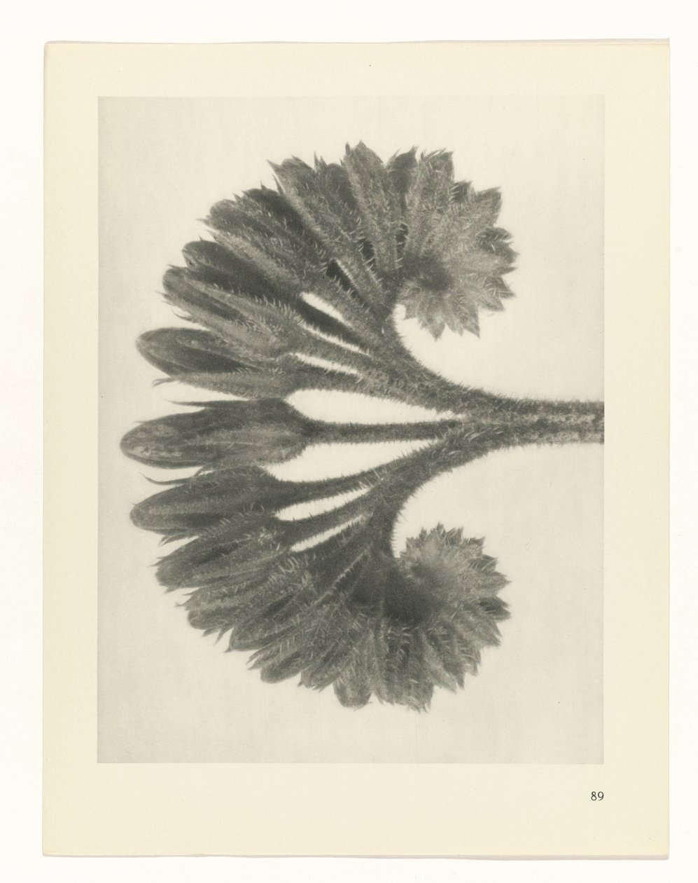 Plant Study (Urformen der Kunst series) by Karl Blossfeldt