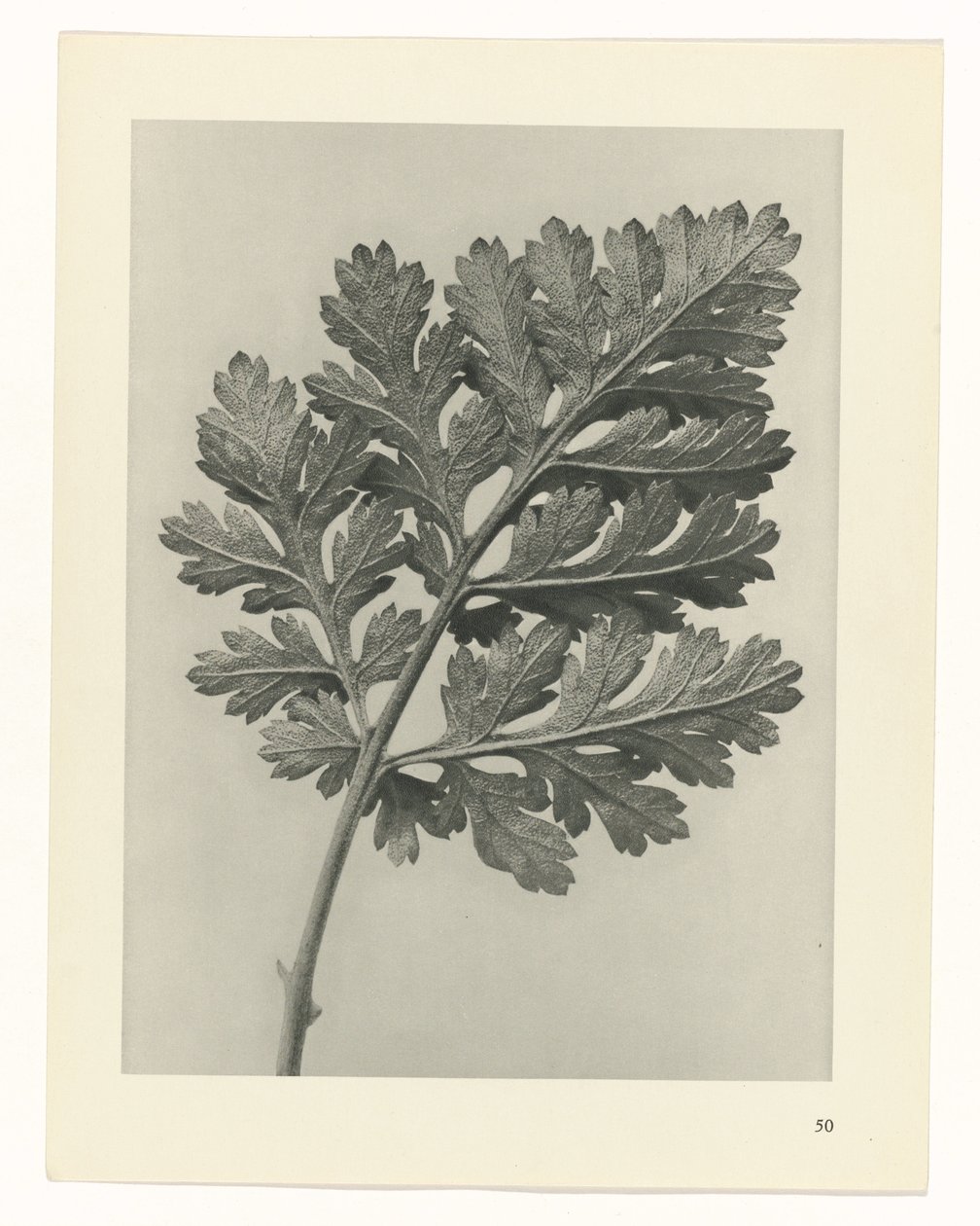 Plant Study (Urformen der Kunst series) by Karl Blossfeldt