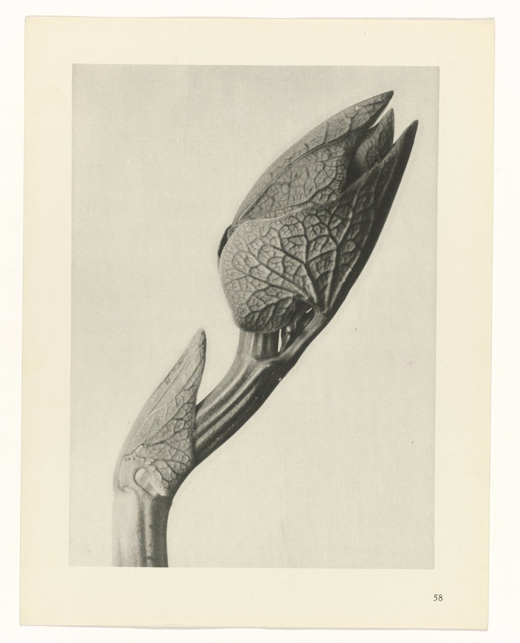 Plant Study (Urformen der Kunst series) by Karl Blossfeldt