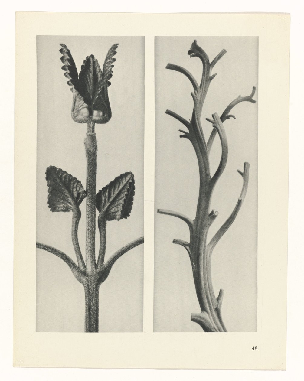Plant Study (Urformen der Kunst series) by Karl Blossfeldt