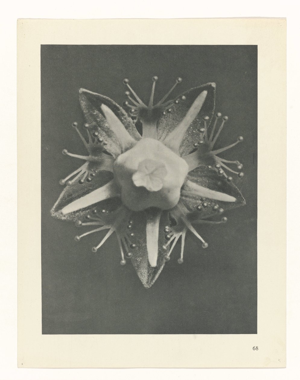 Plant Study (series title: Urformen der Kunst) by Karl Blossfeldt