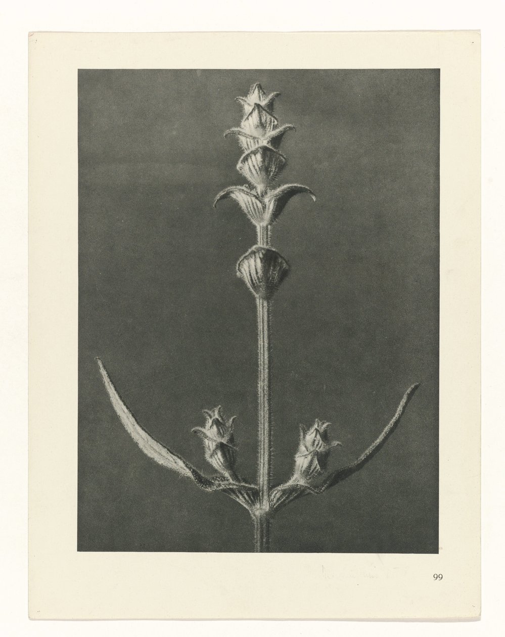 Plant Study (series title: Urformen der Kunst) by Karl Blossfeldt