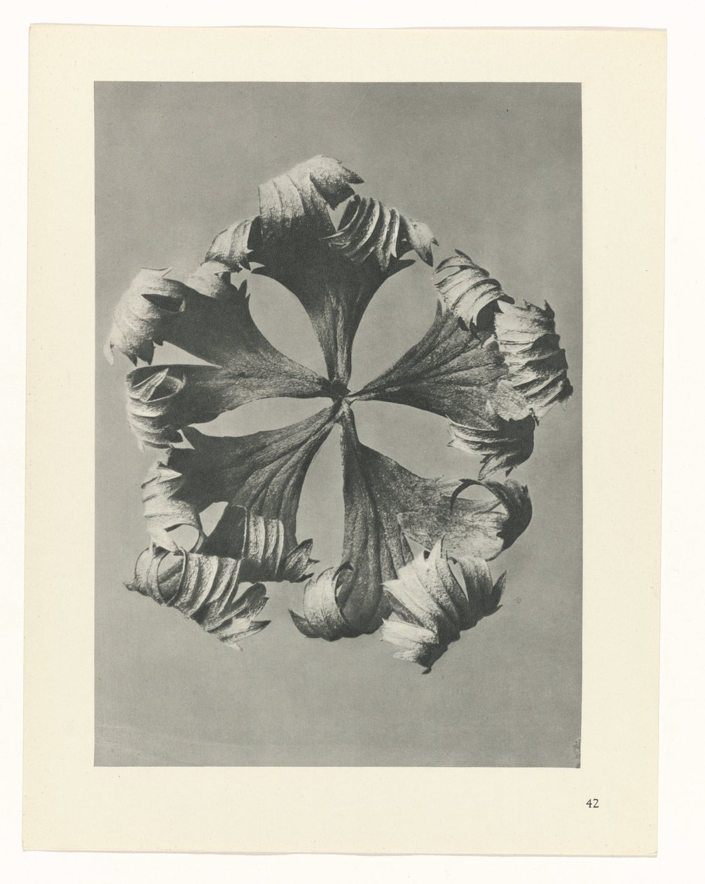 Plant Study (series title: Urformen der Kunst) by Karl Blossfeldt