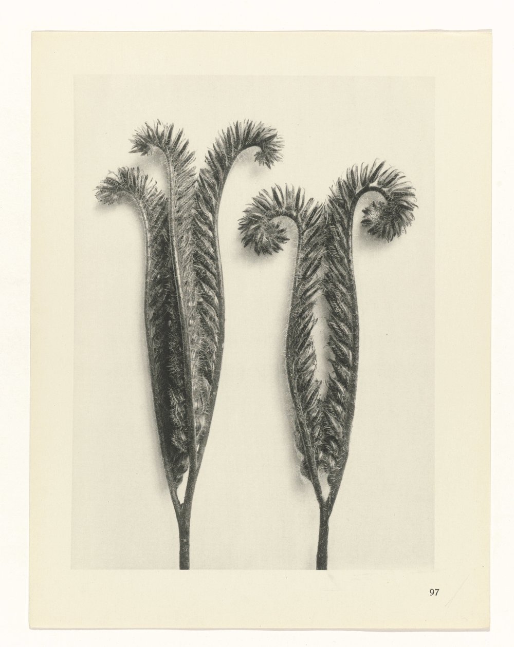 Plant Study (series title: Urformen der Kunst) by Karl Blossfeldt