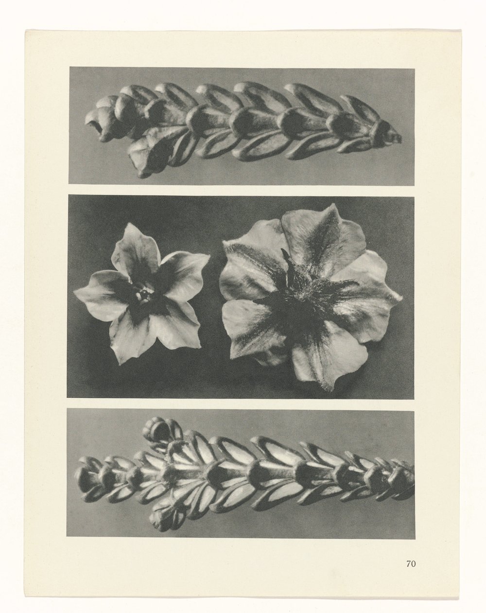Plant Study (series title: Urformen der Kunst) by Karl Blossfeldt