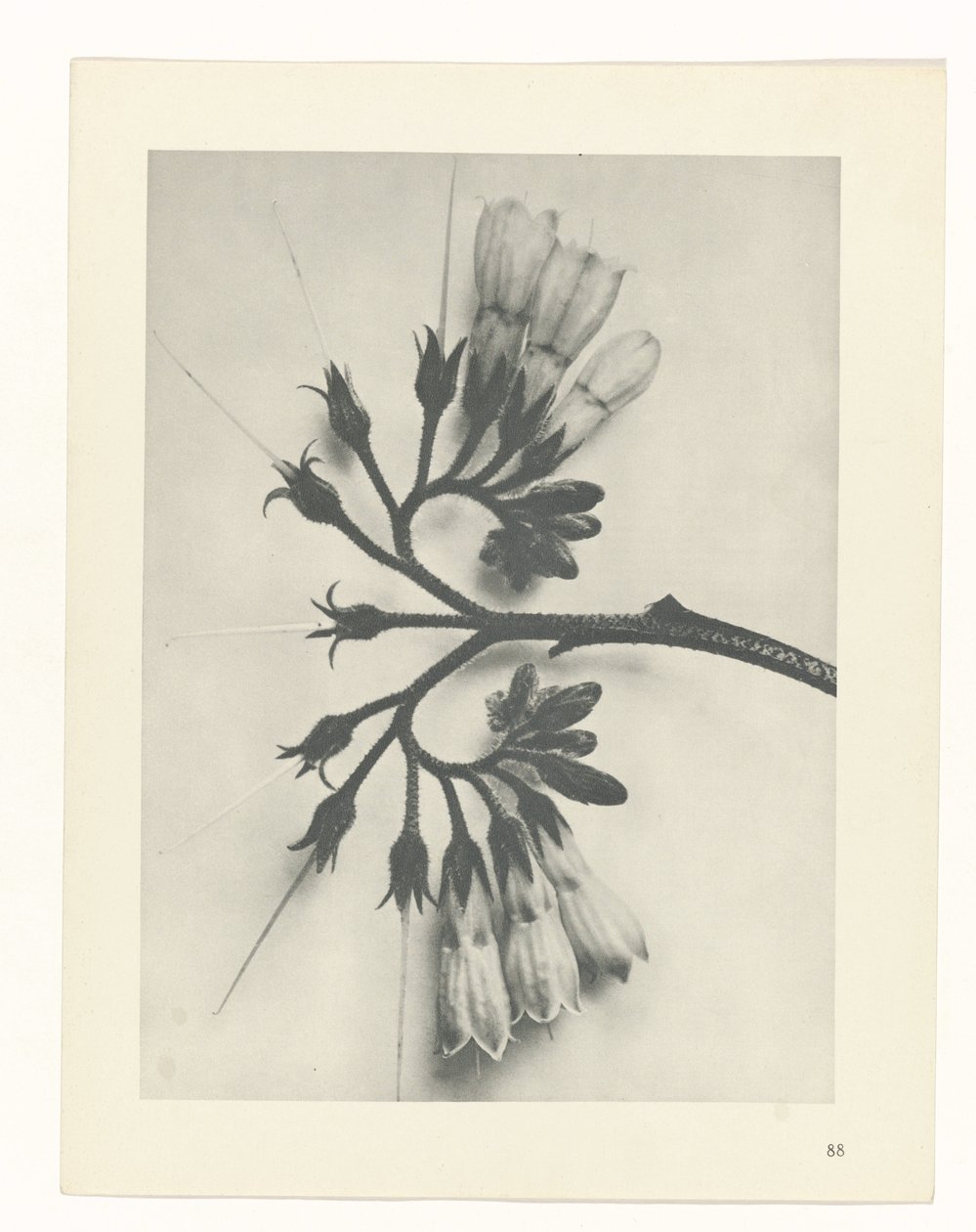 Plant Study (series title: Urformen der Kunst) by Karl Blossfeldt