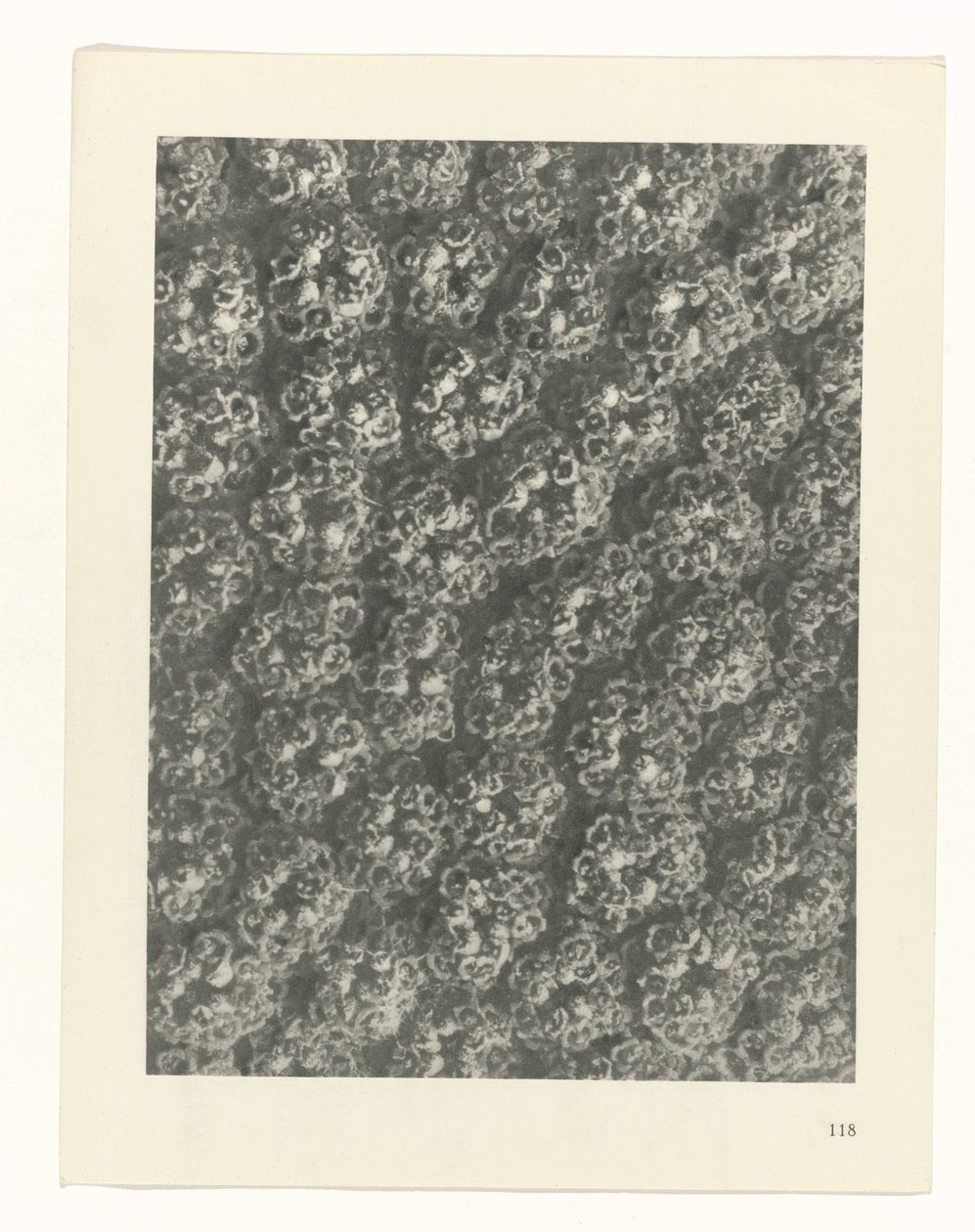 Plant Study (series title: Urformen der Kunst) by Karl Blossfeldt