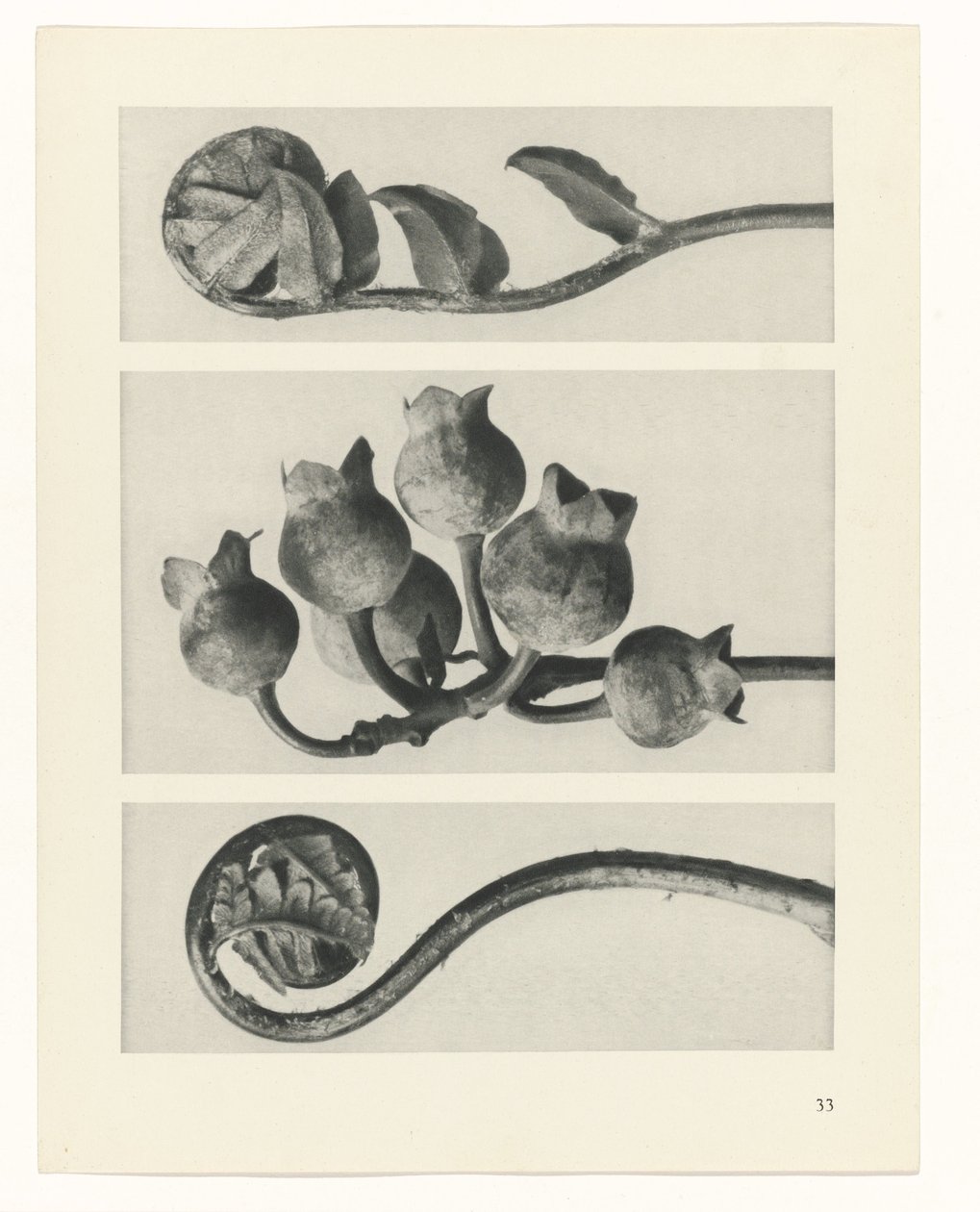 Plant Study (series title: Urformen der Kunst) by Karl Blossfeldt