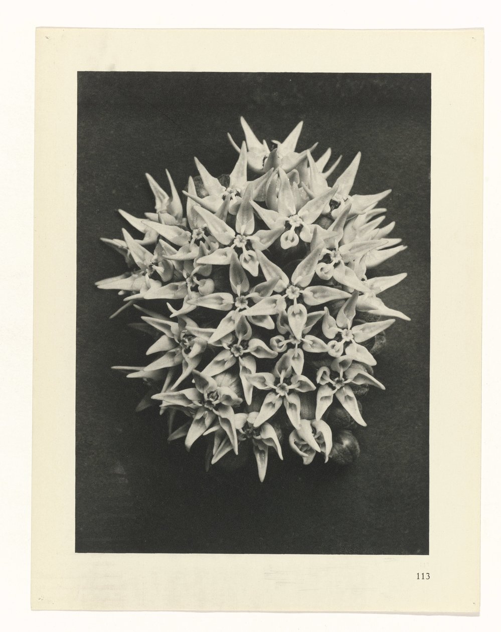 Plant Study (series title: Urformen der Kunst) by Karl Blossfeldt
