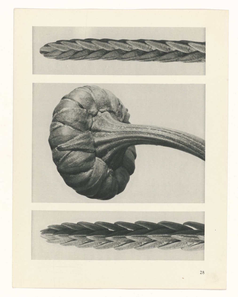 Plant Study (series title: Urformen der Kunst) by Karl Blossfeldt