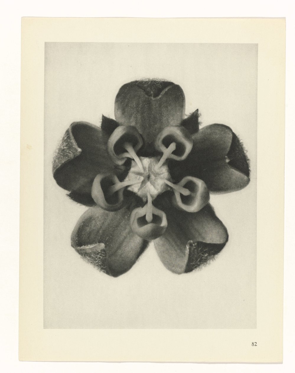 Plant Study (series title) by Karl Blossfeldt