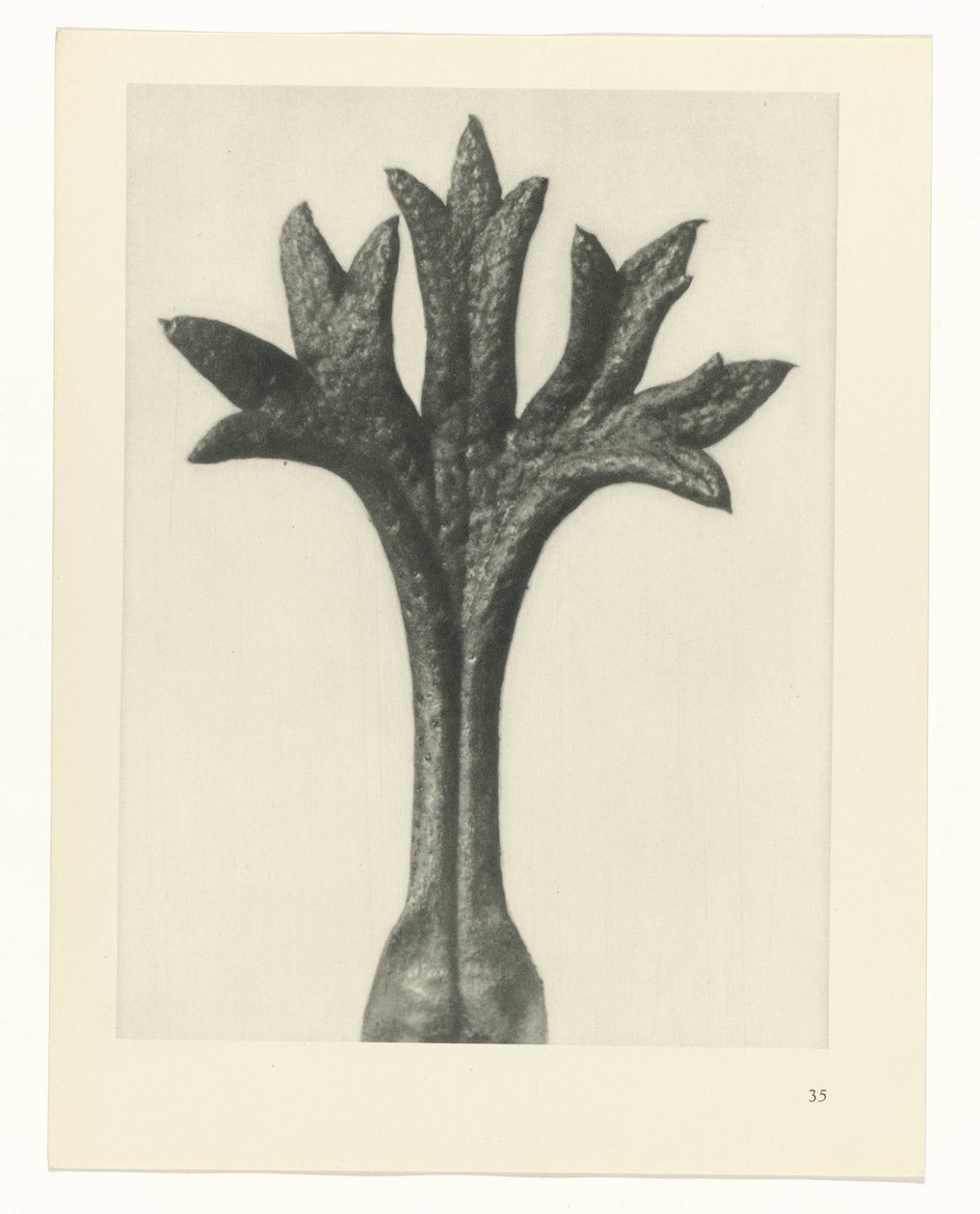Plant Study (series title) by Karl Blossfeldt