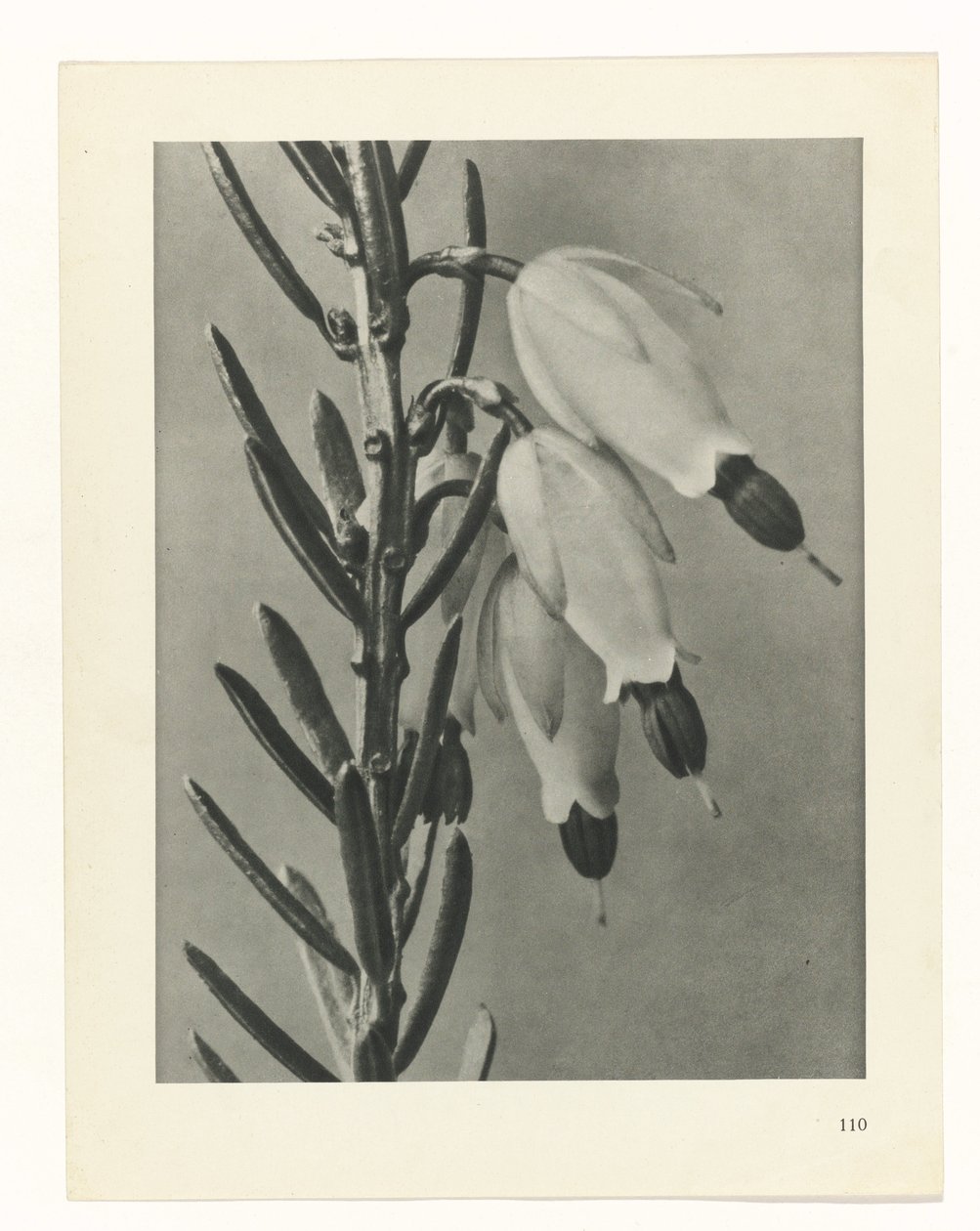 Plant Study (series title) by Karl Blossfeldt
