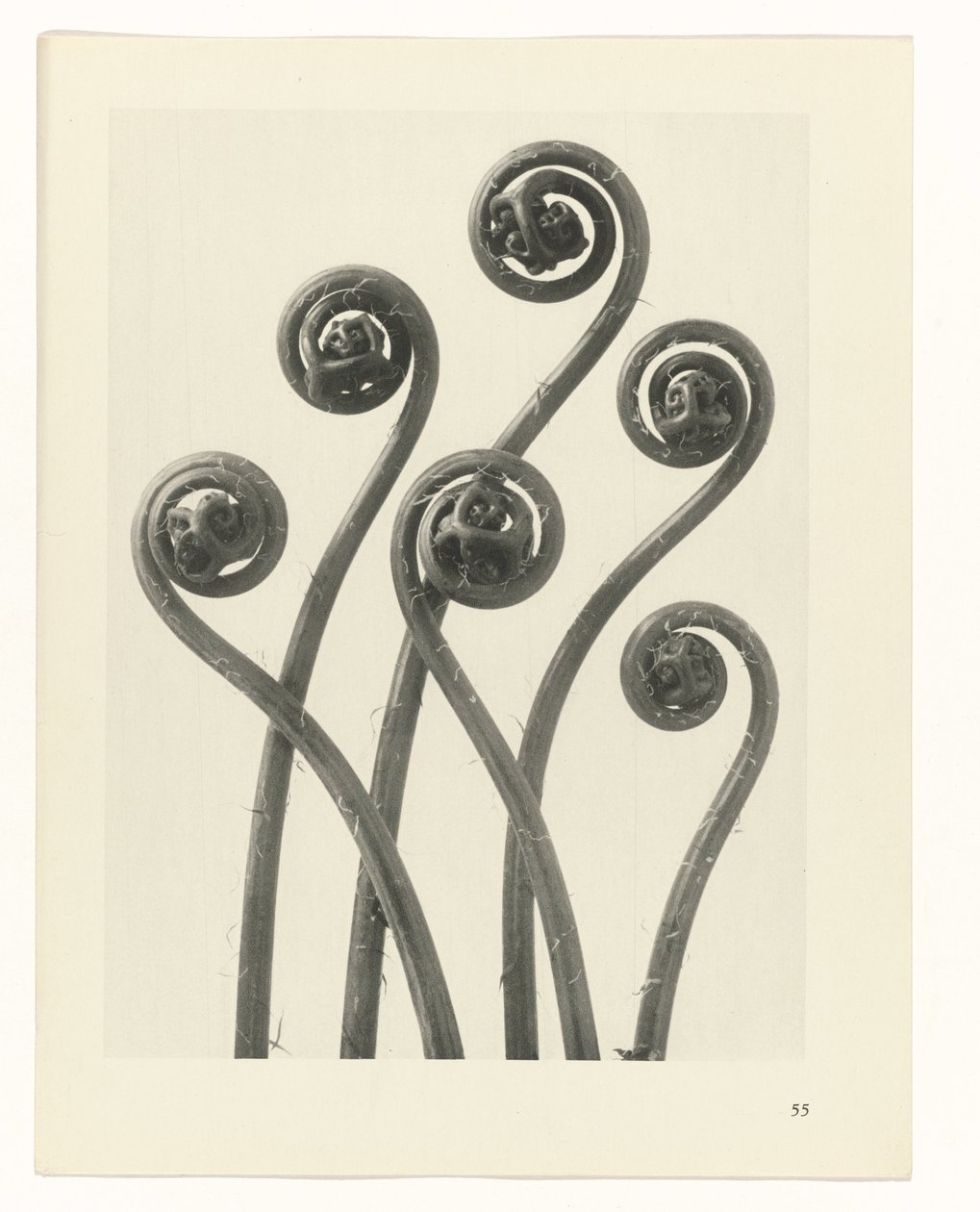 Plant Study (series title) by Karl Blossfeldt