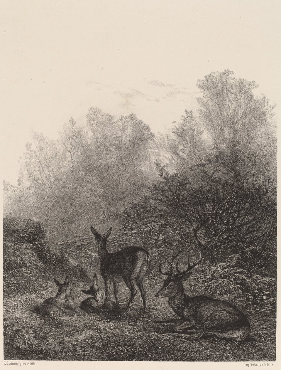 Resting Deer by Karl Bodmer