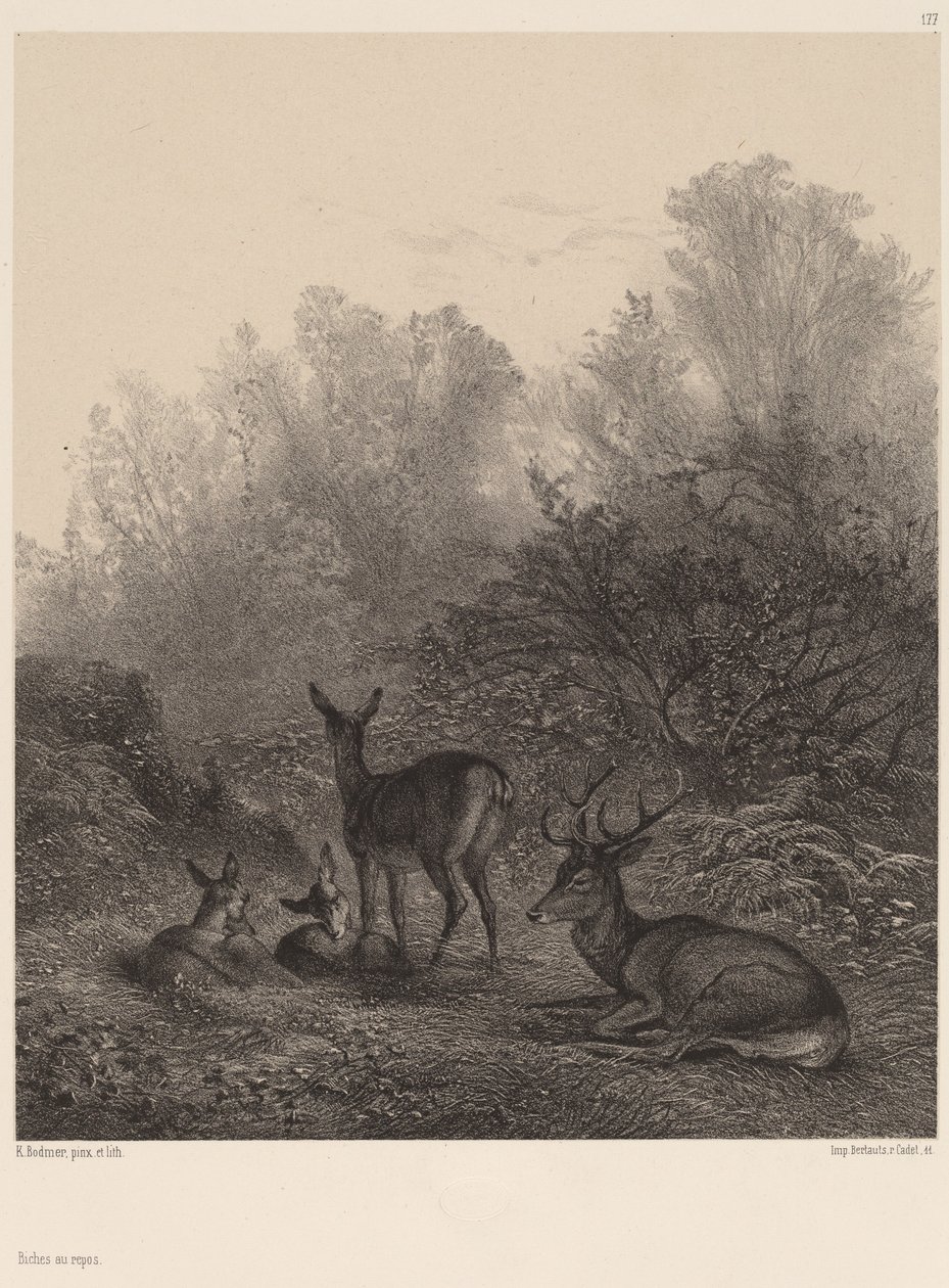 Deer at Rest by Karl Bodmer