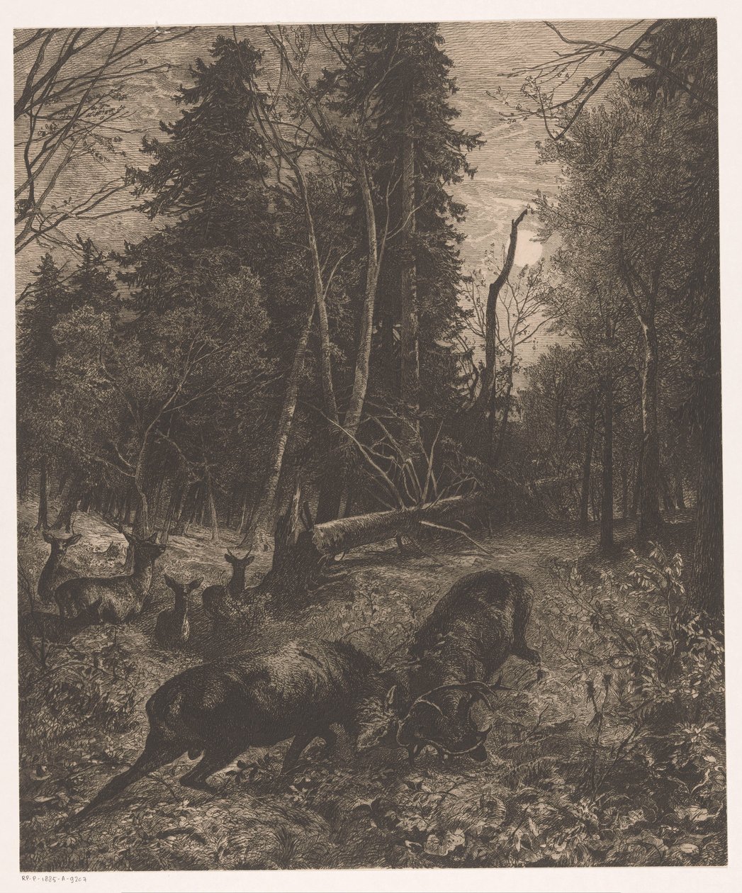 Forest Scene with Two Fighting Deer by Karl Bodmer