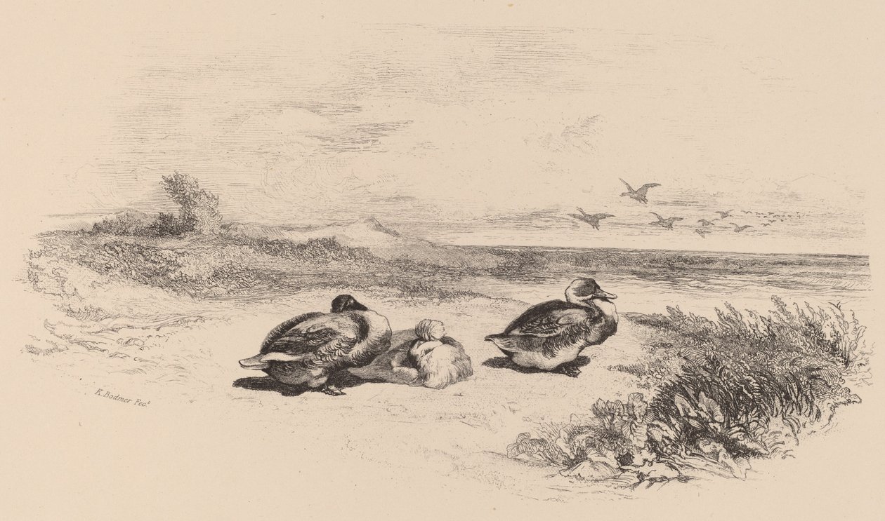 Wild Ducks by Karl Bodmer