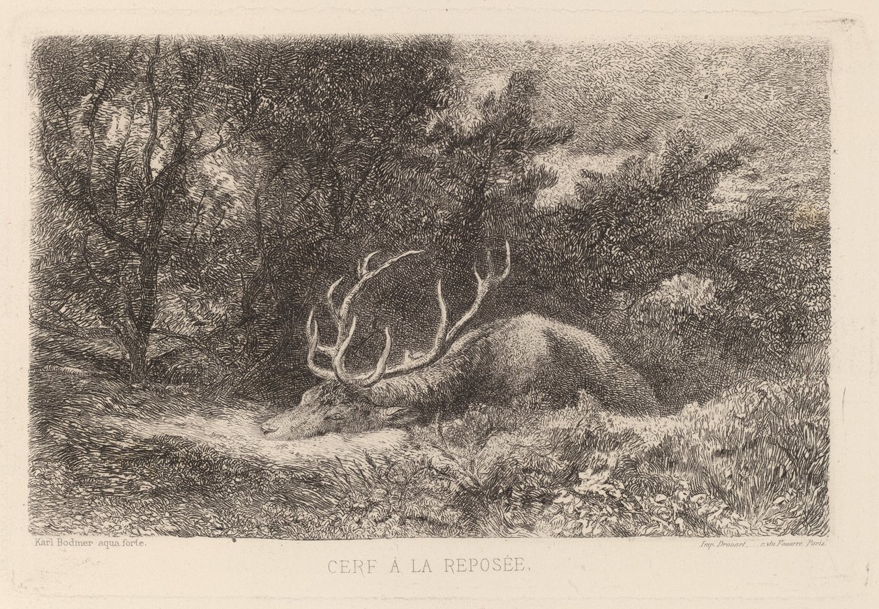 Resting Deer by Karl Bodmer