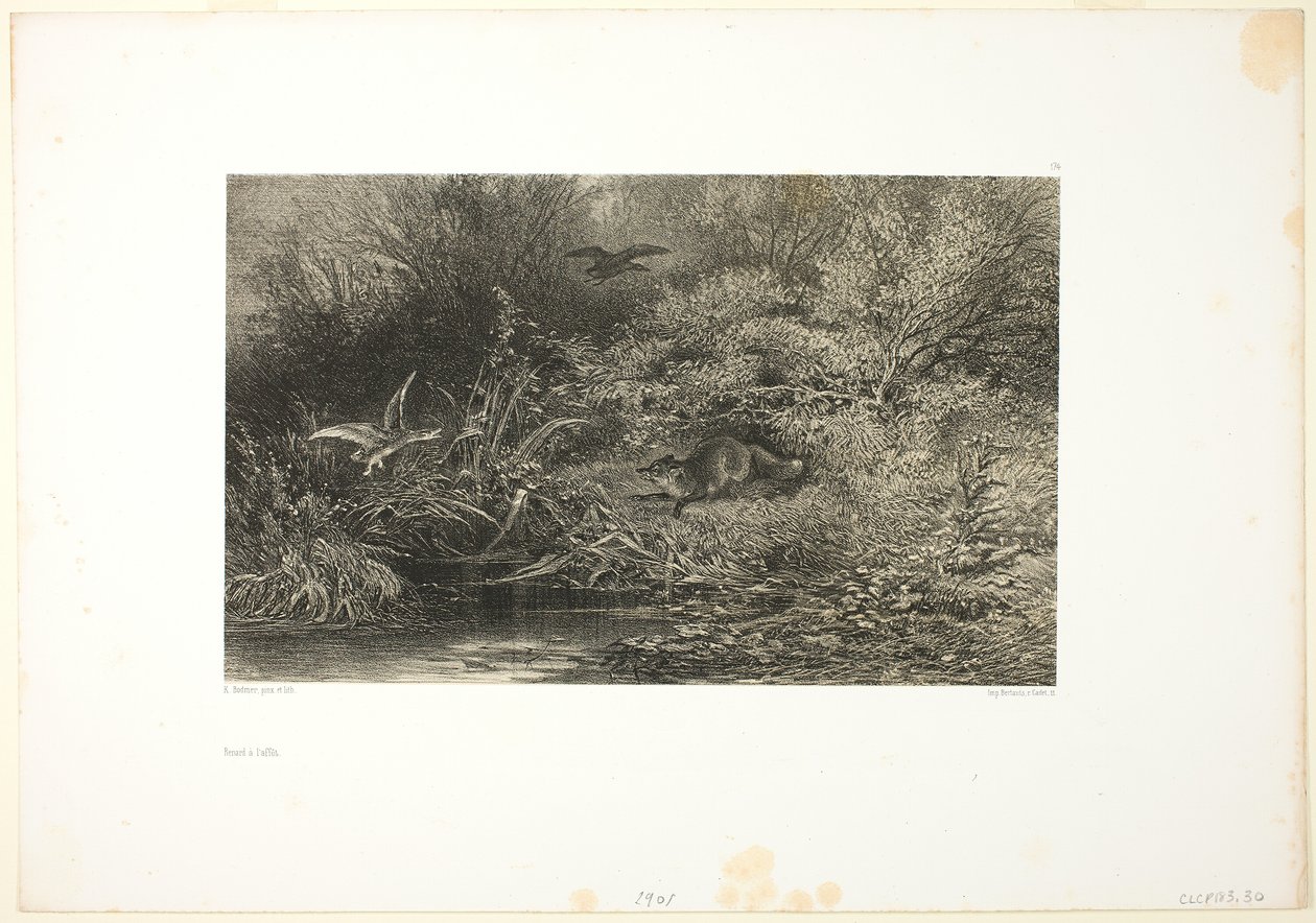 Fox on the Prowl by Karl Bodmer