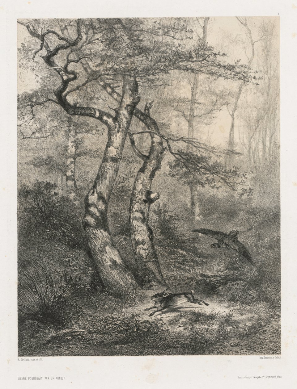 Hare Pursued by a Goshawk by Karl Bodmer