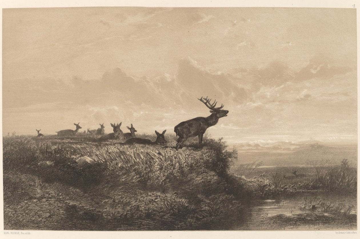 The Morning. Deer and Does by Karl Bodmer
