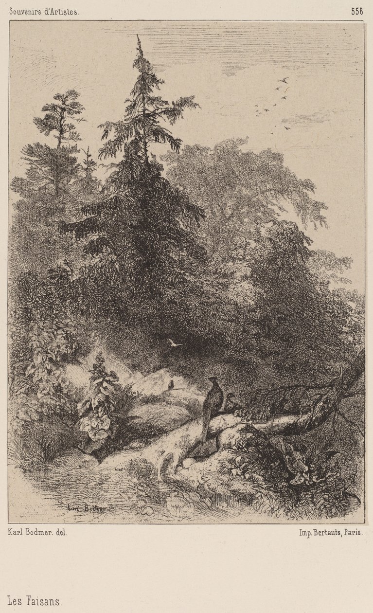 The Pheasants by Karl Bodmer