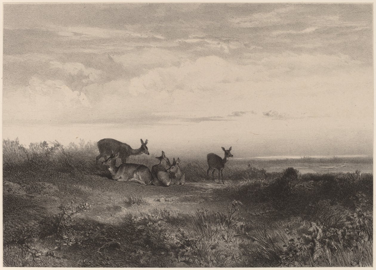 The Does by Karl Bodmer