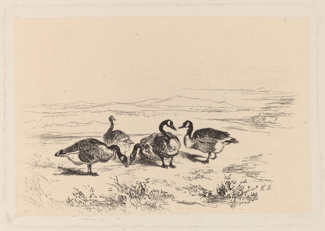 Barnacle Geese by Karl Bodmer